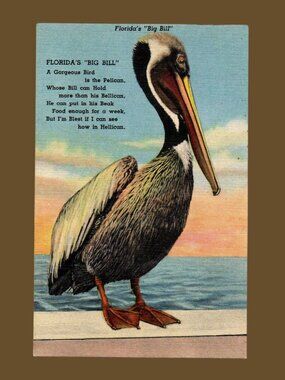 5/$25 Vintage Florida's Big Bill Pelican Blank 1940's Linen Postcard